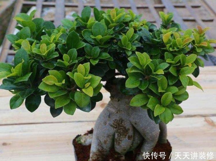  『春天』最适合春天养护的5种花，寓意好作用多，空气清新又旺财，很实用