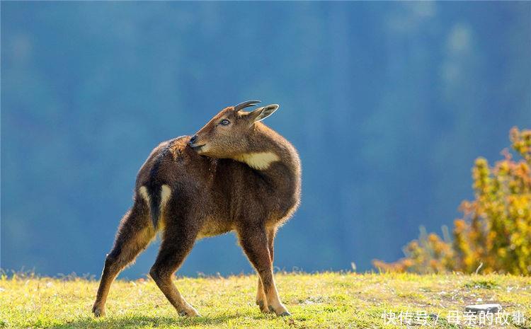 雅鲁藏布江现一精灵,远看像赤狐,戴白色围脖,借助峭壁逃避天敌