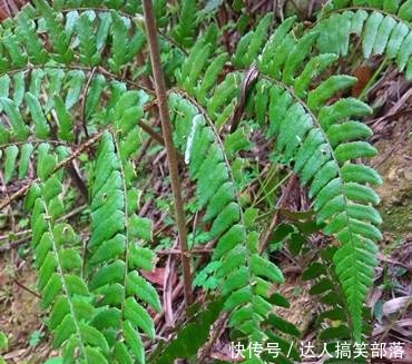 农村这些叫不出名的野草，殊不知，这么珍贵