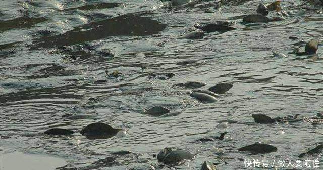 农民在水塘里养它，50块一斤，年赚二十多万