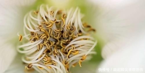【原产于】旅行看世界:让人赞叹的花卉微距照片,以及在哪里能看到这些美景