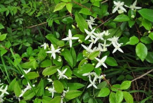  花钱：农村这种“祛风湿”植物好用不花钱，开着五瓣小白花，你