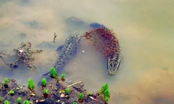 #对后代的保#被称为钓黑鱼最正统的钓法,垂钓时鱼获多多,但是却被大骂缺德