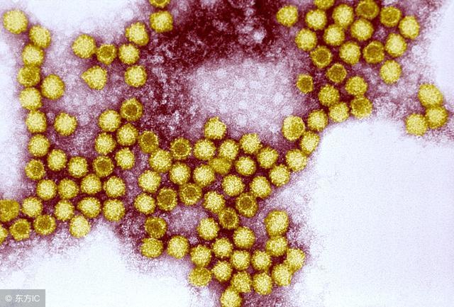 玉米须,正在解救鼻炎困扰的你