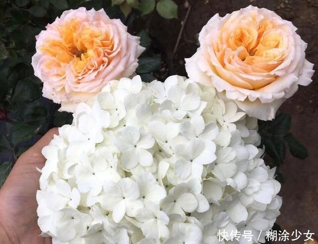  【绣球】1种“绣球树”，每年4月满树开花，1个花朵比脸大，一般人养不了