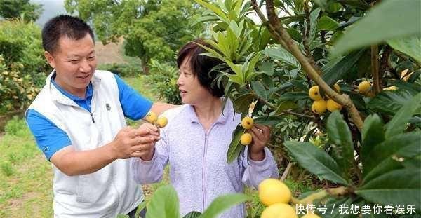  #小伙#邻家小伙偷爬农民枇杷树，万万没想到却掉下来摔死，该赔