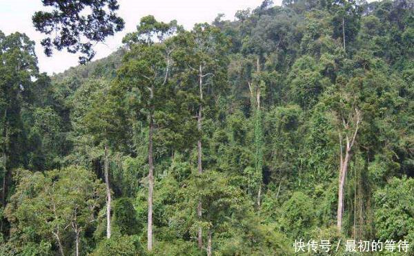 世界上最高的树，却被中国禁止，树木比50层楼还高