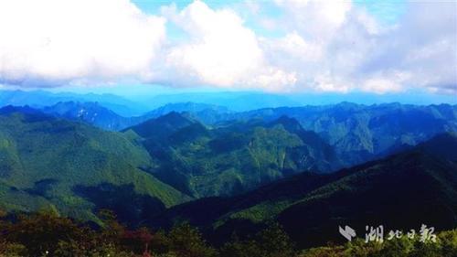 湖北拍到43种珍稀动物 国家一级保护动物林麝首出镜