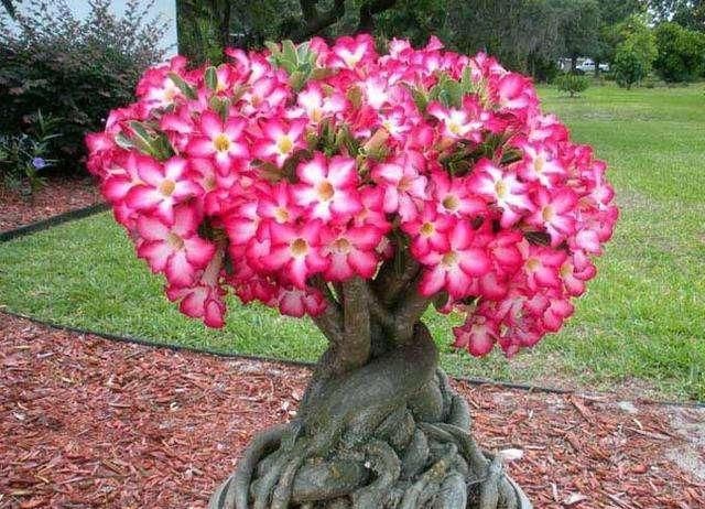  #花苞#这2种花太娇惯反而养不好,少浇水多晒太阳,花苞呼呼往外蹿