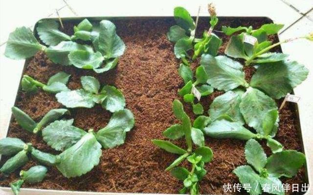  温度较低|扦插这“4种花”，不用等到春天，现在就能插活