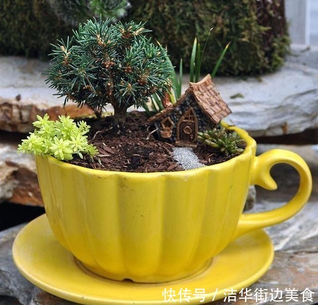  「花园」在家里种盆栽的新姿势，“茶杯花园”你见过吗？