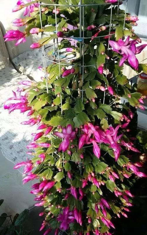  「摘点」花儿还在买？摘点叶片“摆一摆”，收获50盆，买花钱省了！