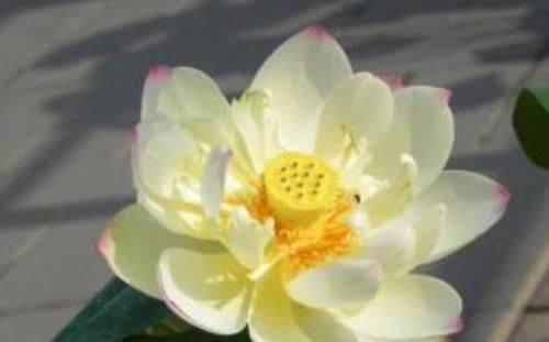  『养盆』喜欢菊花，不如养盆“精品荷花”翠云，花姿卓越，开花爆盆好养活