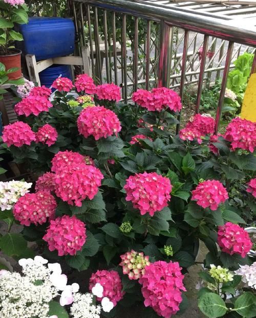  堪称：“珍品玫瑰”蝴蝶夫人，花开粉粉嫩嫩，清香扑鼻，堪称养花首选