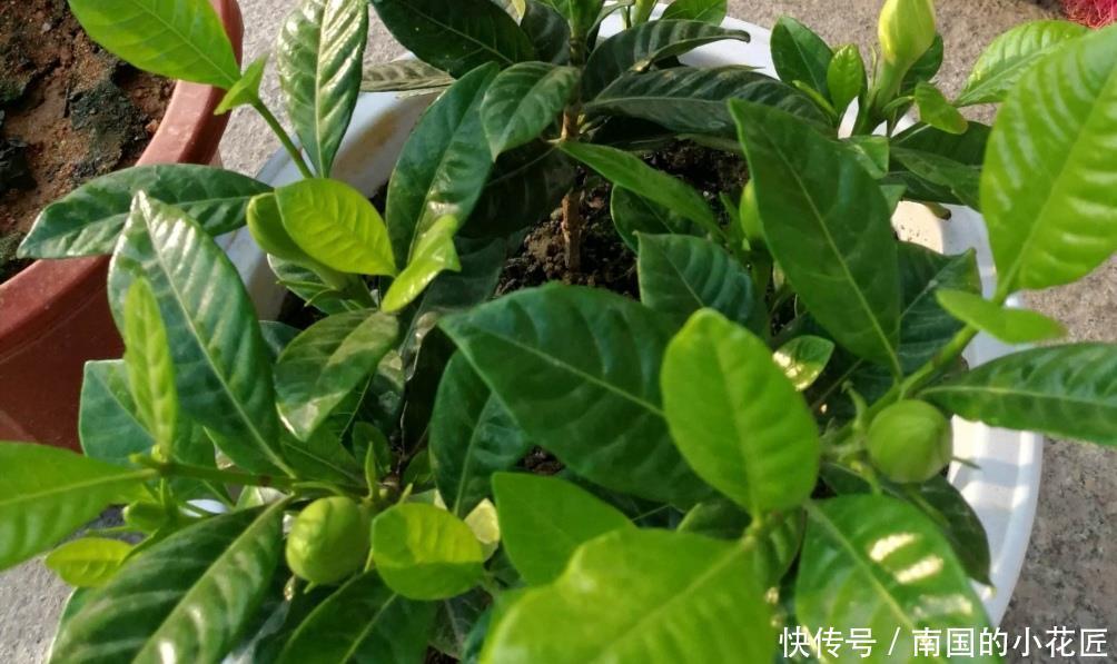 「土壤」家中养栀子花,黄叶、不开花,这2个事项应重视