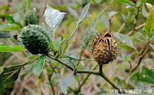  蒙汗药@武侠小说中常听到的“蒙汗药”，其实就是一种农村寻常见