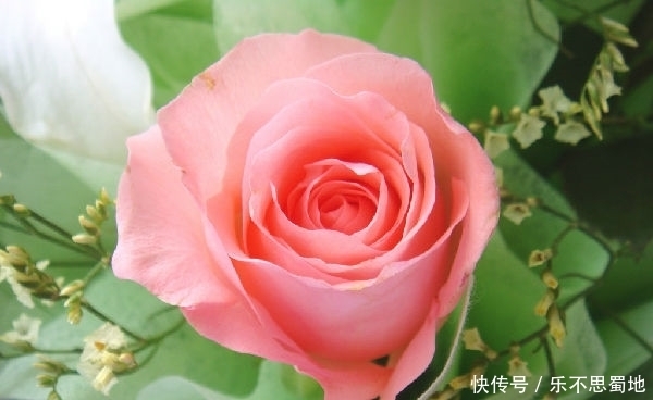 『玫瑰』此花用来表达爱情和友谊,有着迷人的外表,以及锋利的躯壳
