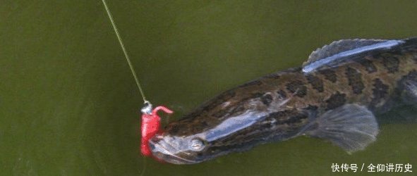 「海竿拟饵钓」户外钓黑鱼,选对钓鱼方法,不愁黑鱼不上钩