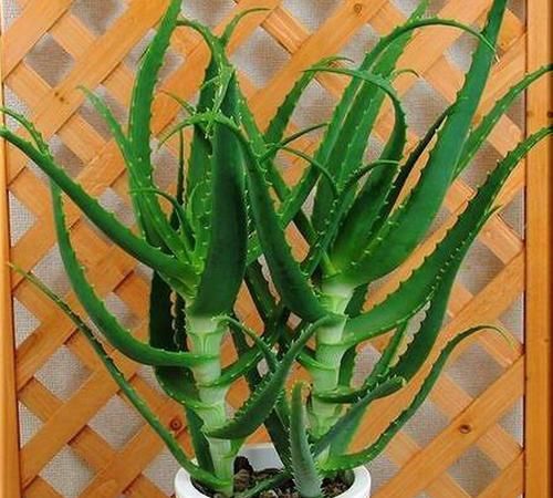  『冬天』一到冬天皮肤干燥不堪，家里养的“芦荟”派上用场，抹点就管用
