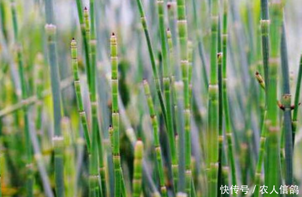  【农民】一种“光棍”野草，无叶无花，被农民嫌弃如今却是中间