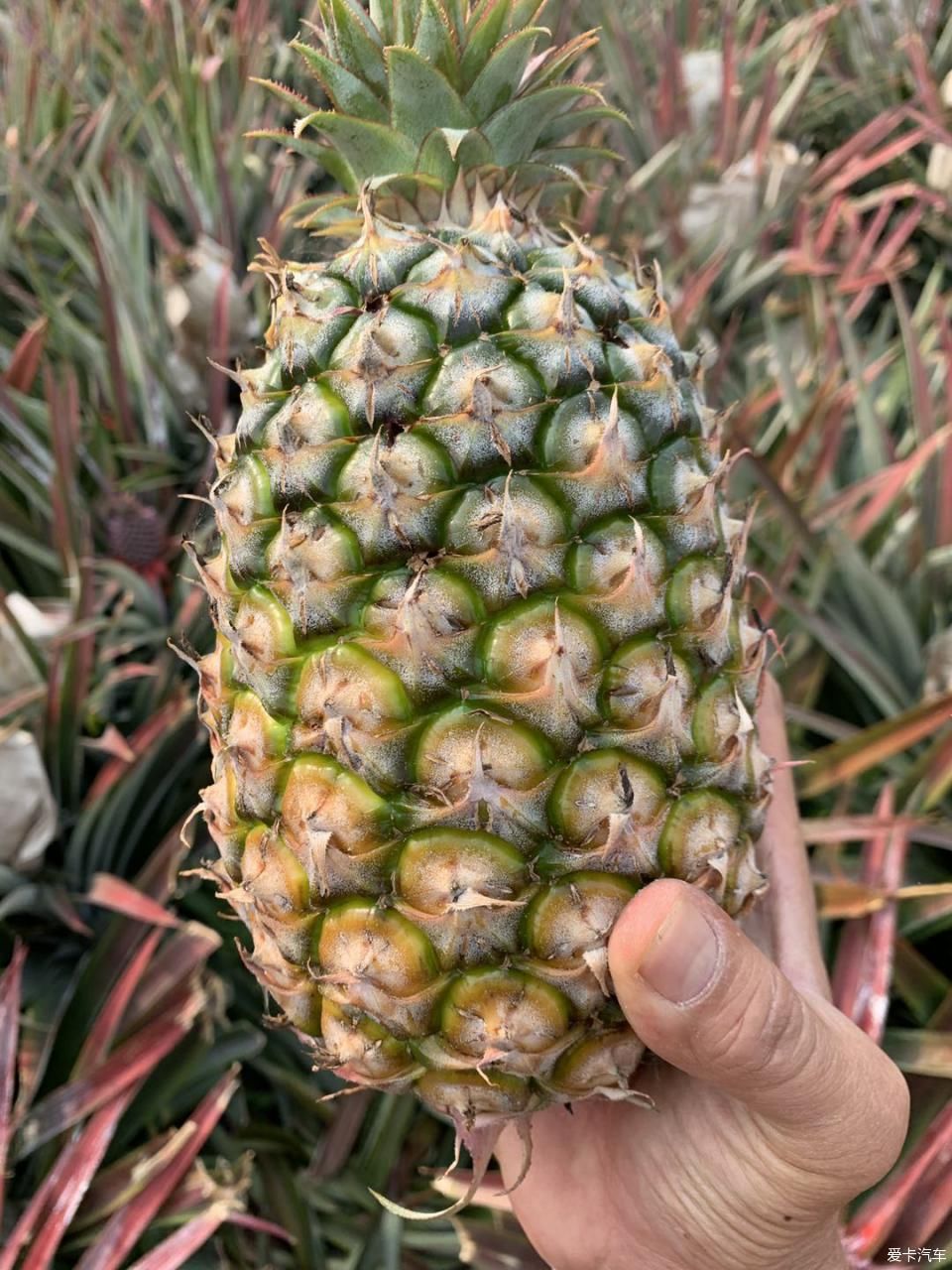  菠萝■2020年，劳作在海南的菠萝地海