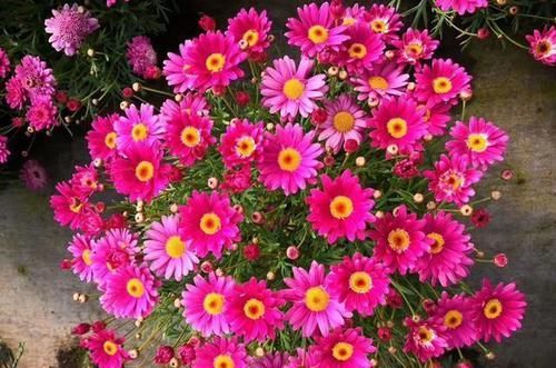 『虎皮兰』家居养这几朵花,花开不断,好养易开花,花香四溢飘满屋,美爆了