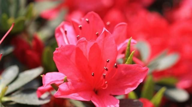  『更是』杜鹃属于名花,“高山杜鹃”更是名贵,开花更惊艳