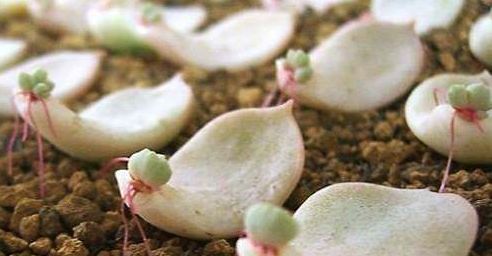  「毛病」多肉植物这样浇水,养20年都没毛病!