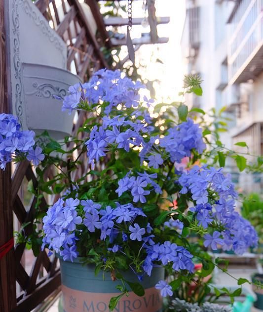  『值得』此植物漂亮又好养，四季开花，观赏价值高，还可做盆景，值得入手