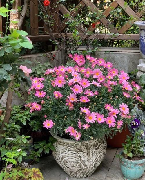  『春天』春天养花就选玛格丽塔，花期长、花量大，爆满小阳台！