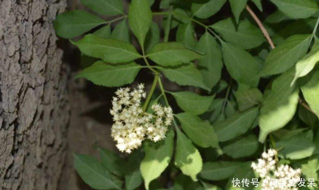 农村这种常见的接骨木，老一辈人都视之如宝，树枝泡酒非常好用