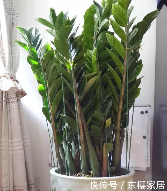  金钱树|室内养5种花不能多浇水，水一多就烂根，救都救不回来
