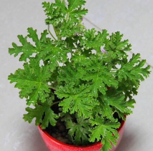  「环境中」在卫生间养这几种植物，轻松祛除异味，让空气更清新！