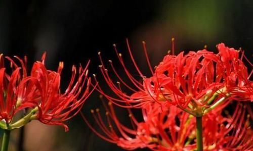  「优美」喜欢菊花，不如个“花卉珍品”曼珠沙华，花开如烈焰，大气优美！