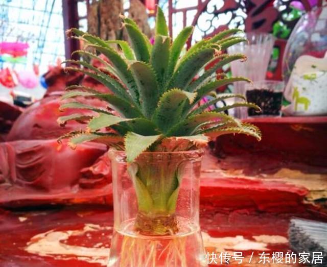 水培|吃剩下的菠萝头别扔,拿来水培当盆栽,好看极了