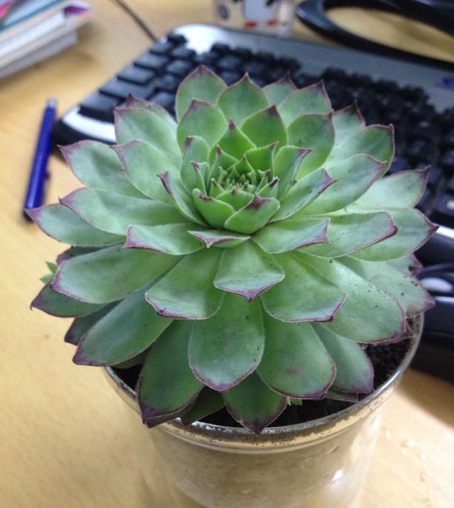  『学会』不会扦插不能养花？这两种花，学会这招，也能一盆变多盆！