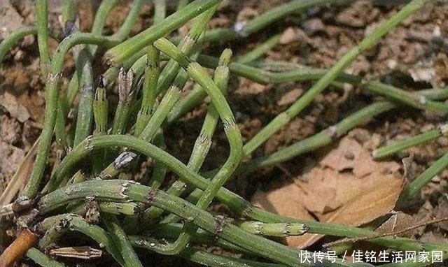 爱护|在河边,看到1种“木贼草”请爱护,如今在花店15元1盆,有价值