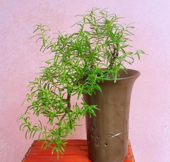 天然香料植物迷迭香，一不小心就养成了盆景，简直美爆了！