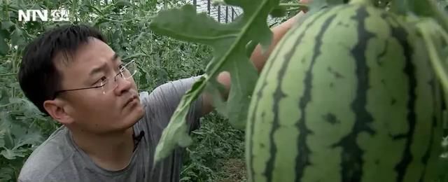  [尹明礼]一年销瓜400万元，看这个“弃笔投瓜”者把西瓜咋玩的？