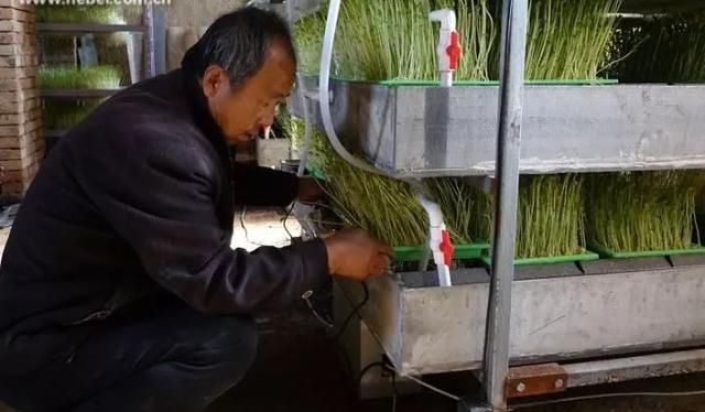  「生态」养鱼不用换水，种菜不用施肥，这种生态种养绝了