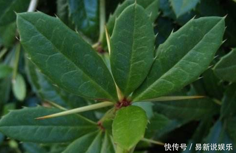  「根部」农村浑身是刺的植物，殊不知根部价值珍贵，城里卖到一