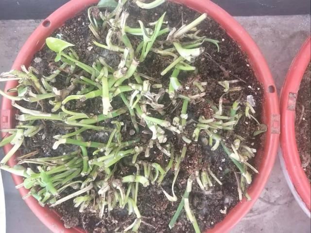  [明亮的位置]嫌花长得丑，趁现在砍头，2个月脱胎换骨！