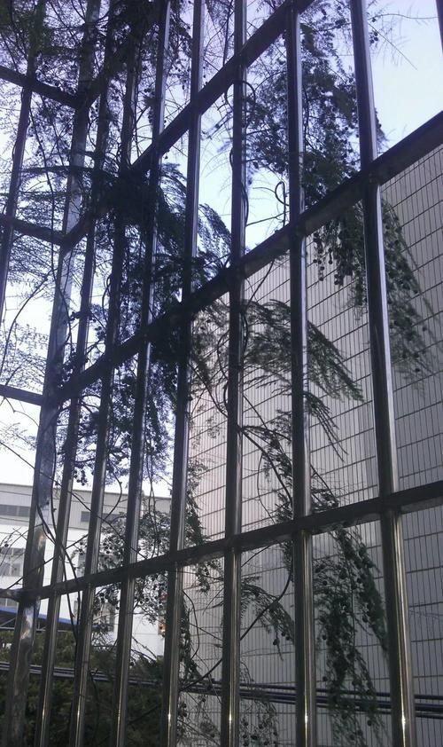  「地方养护」4种花在他们手里，个个长成巨无霸，到底喂了啥好东西！