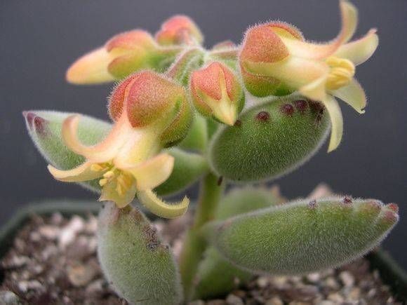  「植株生长」熊童子砍头后这样养护，叶片肥厚，株形好看