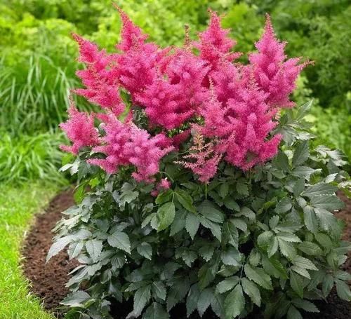 『生长良好』一些特别喜欢生长在阴凉处的开花植物，树荫下和背阴的阳台都能种
