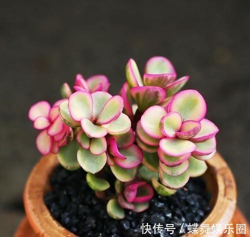 『植物』多肉植物雅乐之舞如何扦插更易成活?