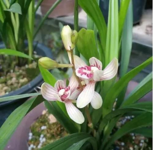  [漂亮]3种花，仙气十足开的旺，漂亮好养花期长，养1盆，让你爱也爱不完