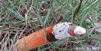 这种野生物，你看到了可以选择绕道，但别故意去踩它，当今好稀罕