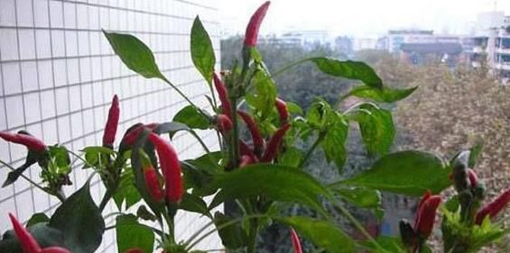  「常有」养花常有小飞虫?几招让它永远从你家消失!