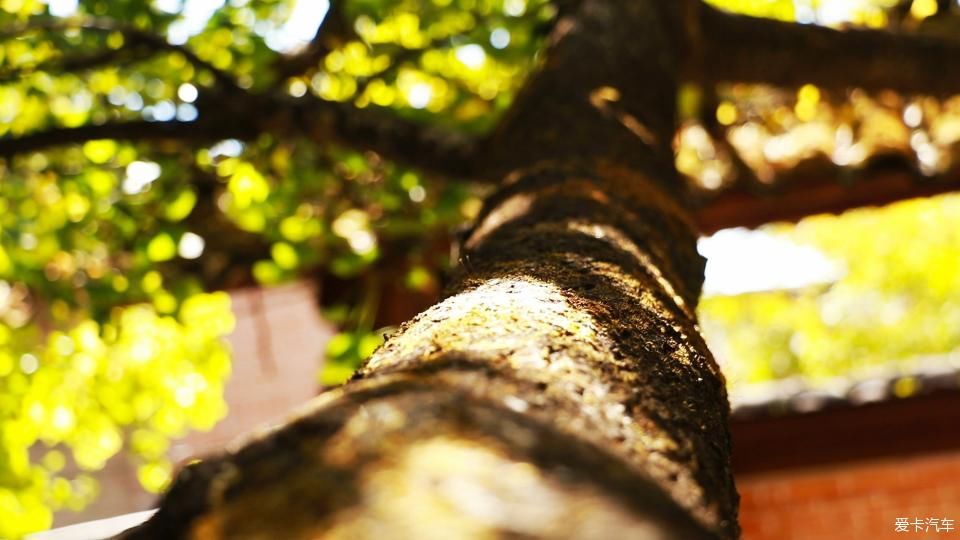 固东银杏村的黄色攻略